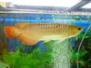 GOOD AROWANA FISHES FOR SALE